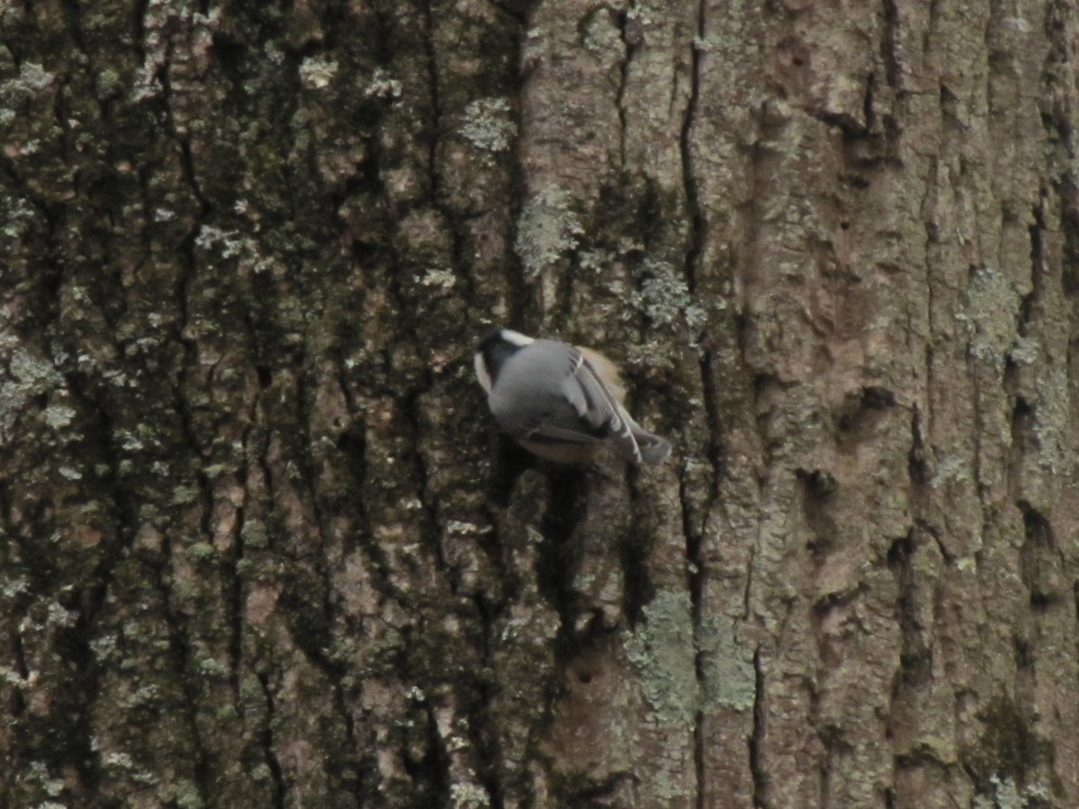 White-breasted Nuthatch - ML647873869