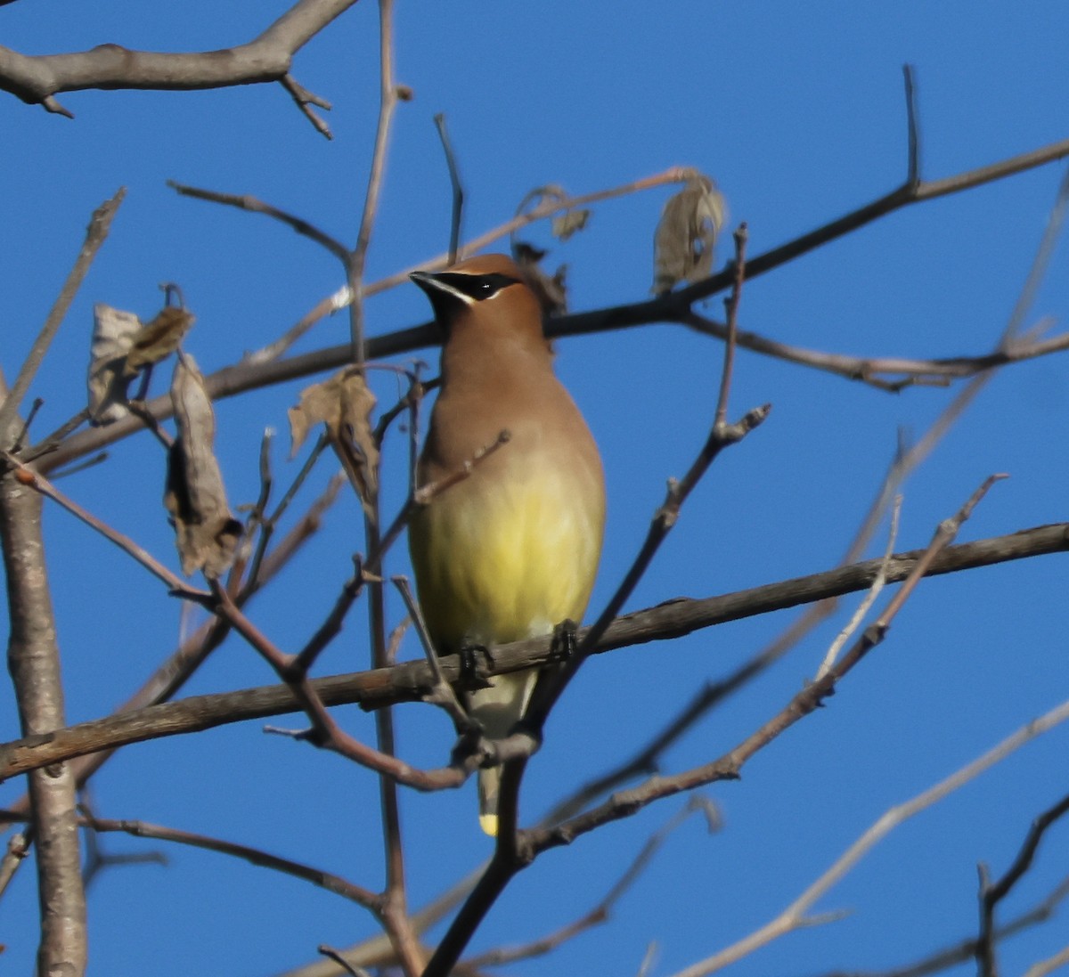 Cedar Waxwing - ML647873877