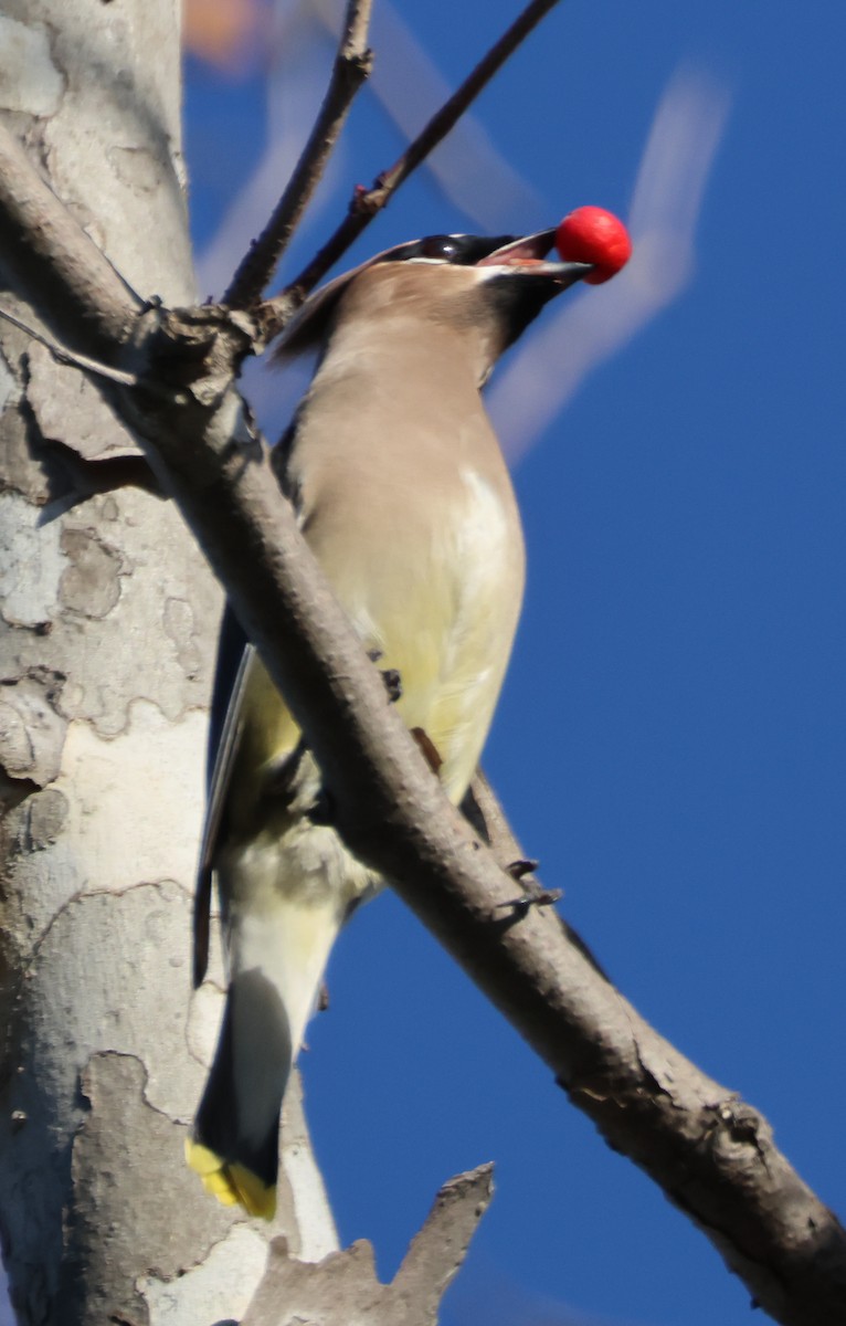 Cedar Waxwing - ML647873878