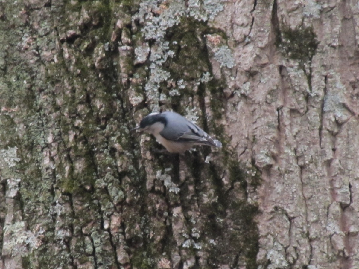 White-breasted Nuthatch - ML647873884