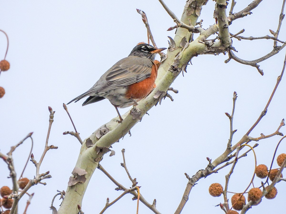 American Robin - ML647873887