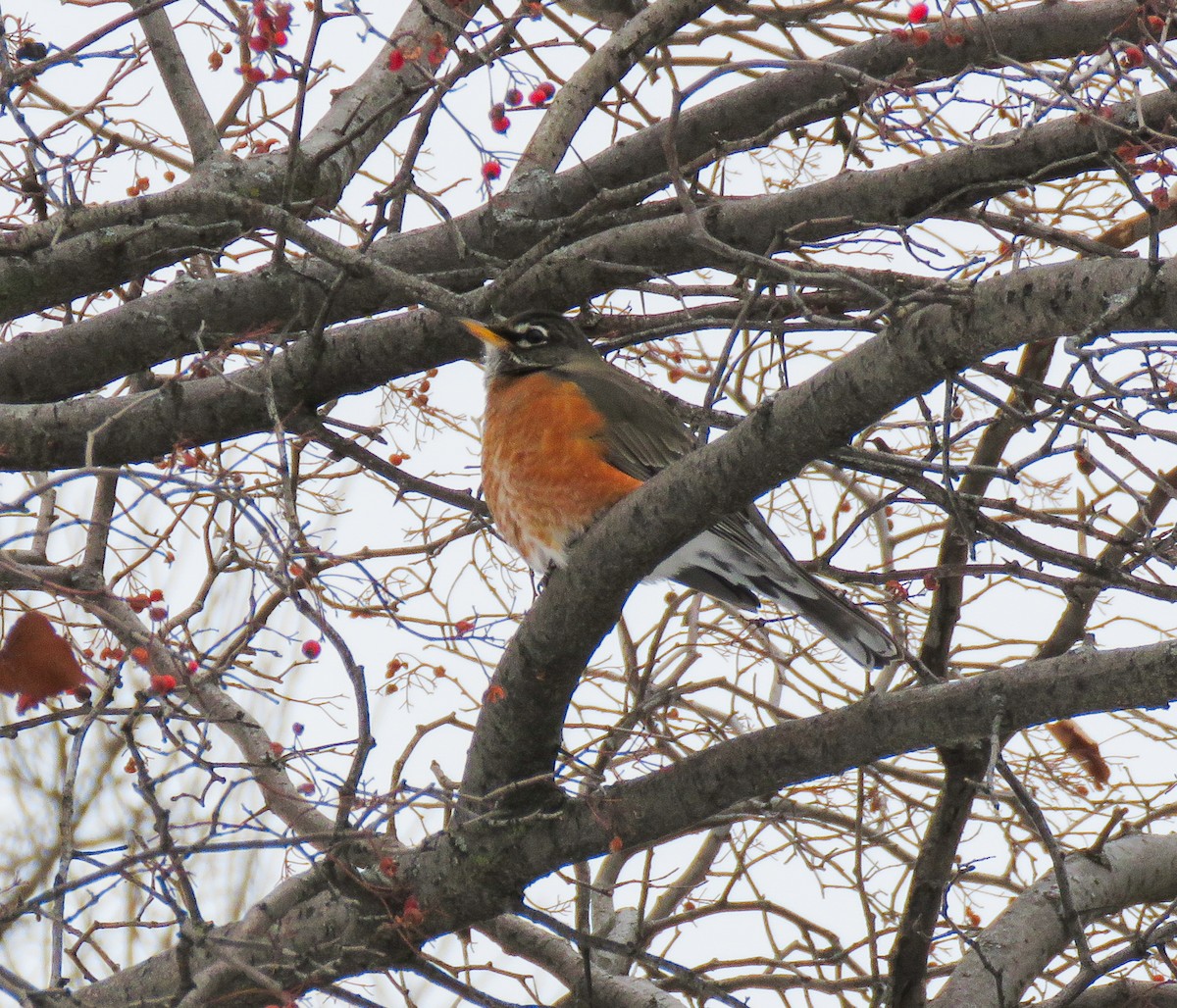 American Robin - ML647873888