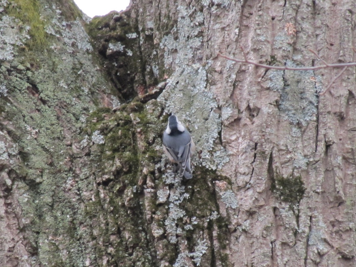 White-breasted Nuthatch - ML647873904