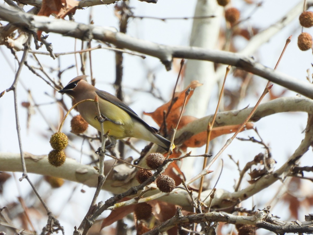 Cedar Waxwing - ML647873905