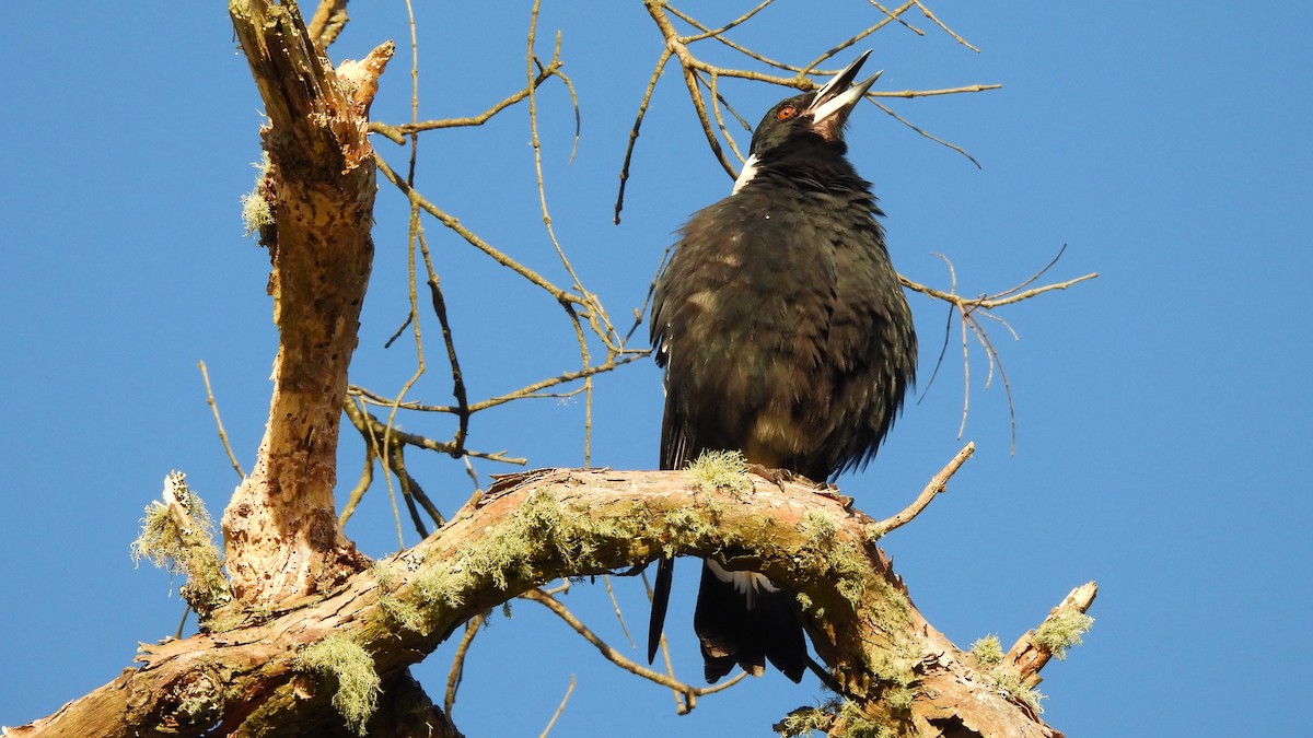 Australian Magpie - ML647873912