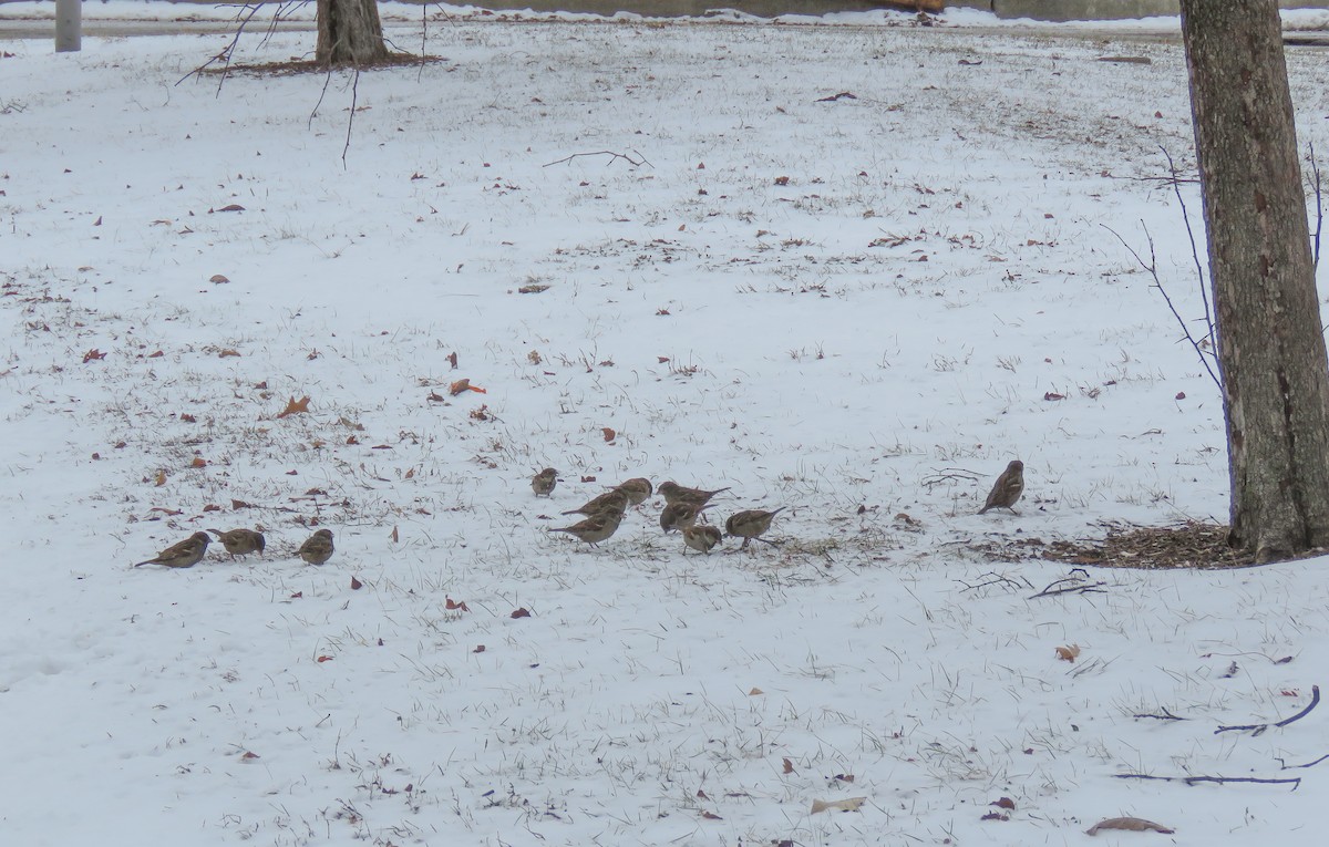 House Sparrow - ML647873913