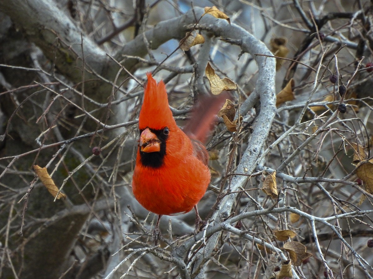 Northern Cardinal - ML647873915