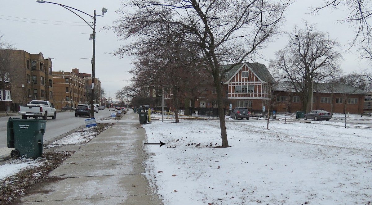 House Sparrow - ML647873917