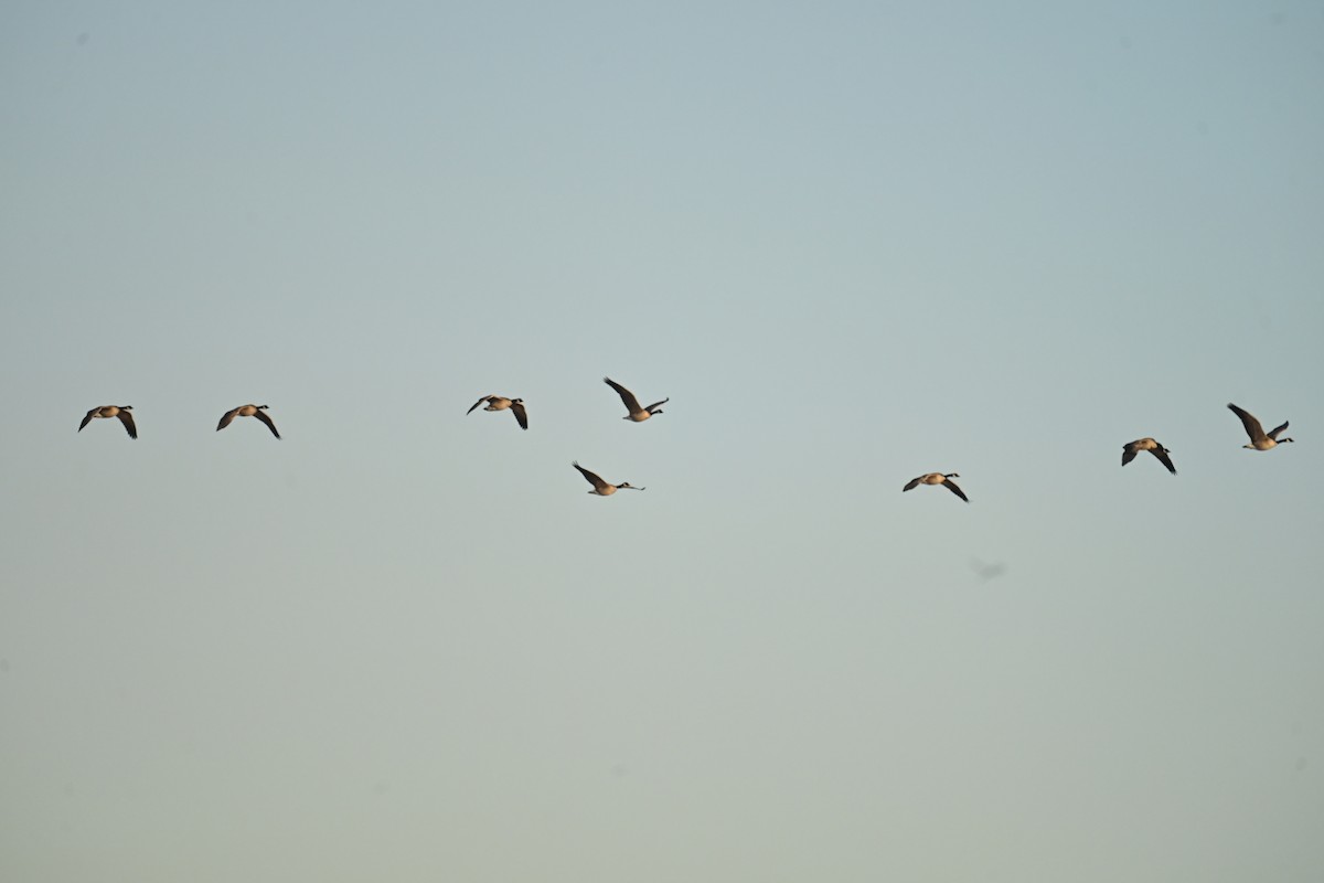 Canada Goose - ML647873918