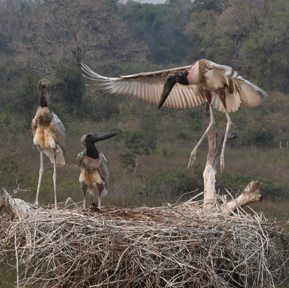 Jabiru - ML647873919