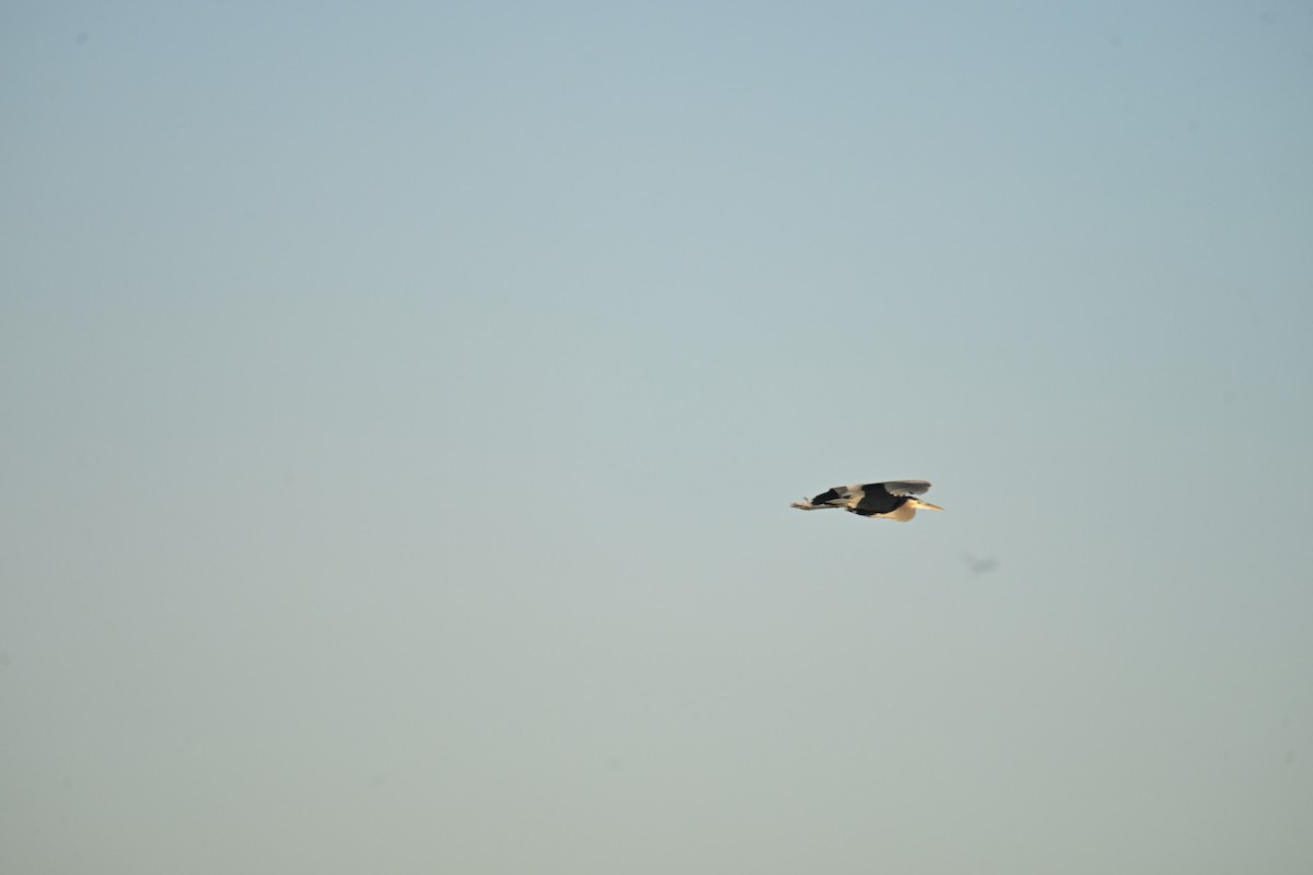 Great Blue Heron (Great Blue) - ML647873920