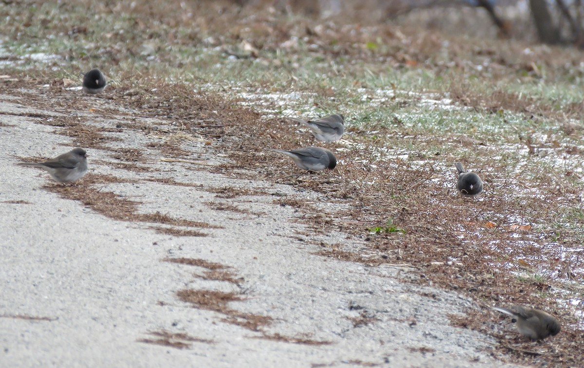 Dark-eyed Junco - ML647873921