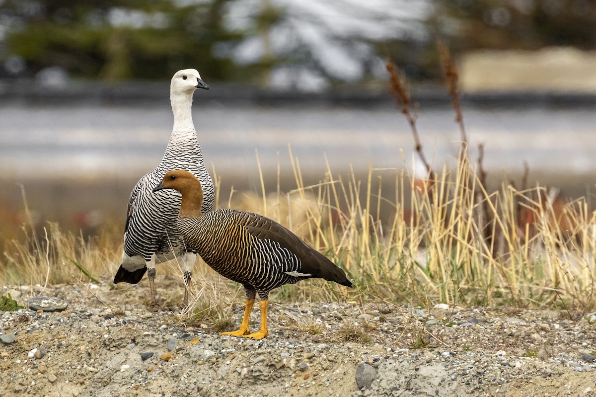 Upland Goose - ML647873923