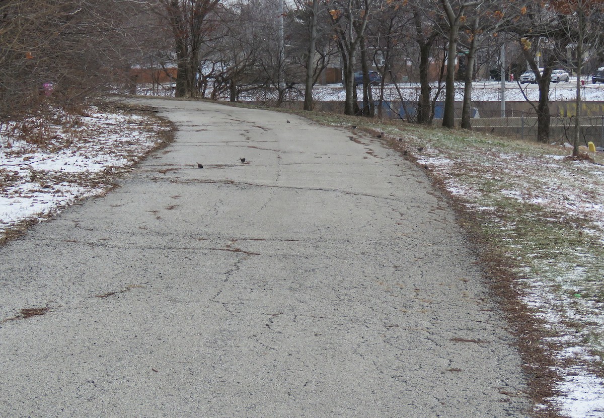 Dark-eyed Junco - ML647873924