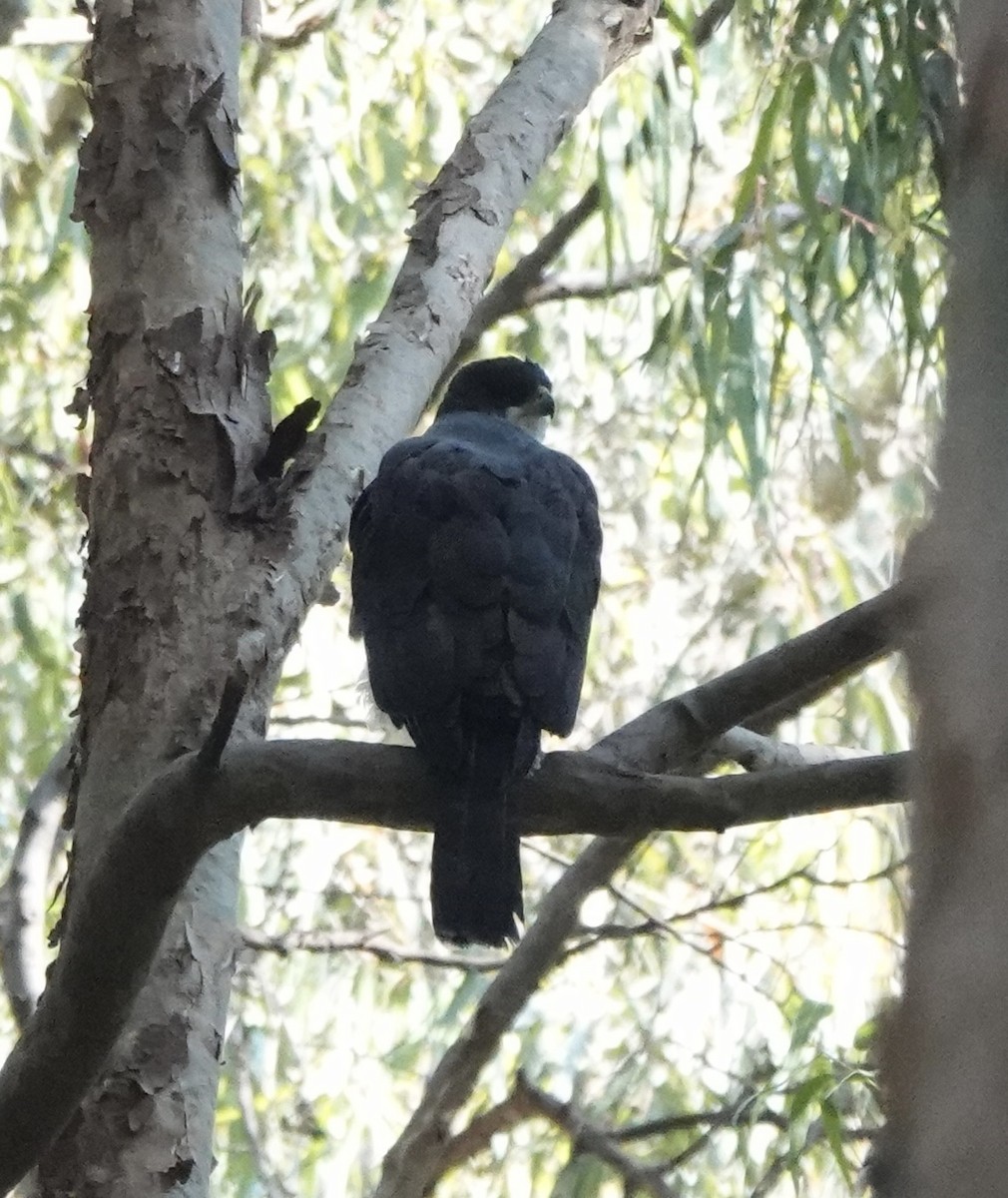Black Goshawk - ML647873926