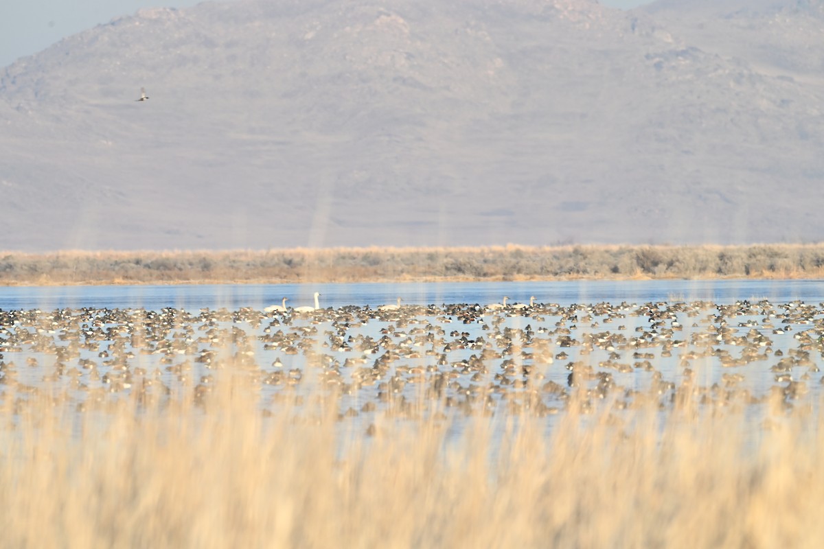 Tundra Swan (Whistling) - ML647873939