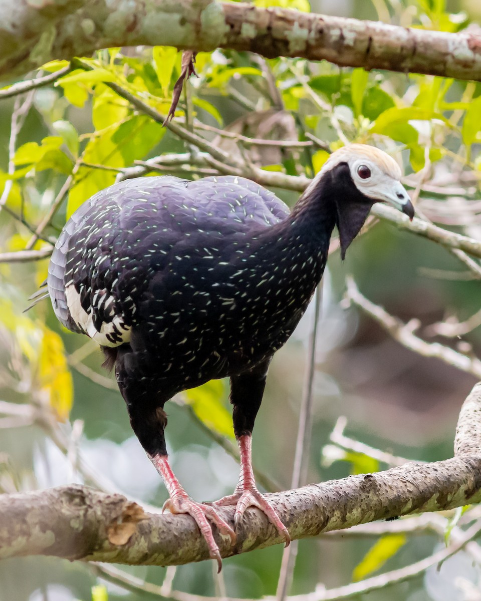 Blue-throated Piping-Guan - ML647873945