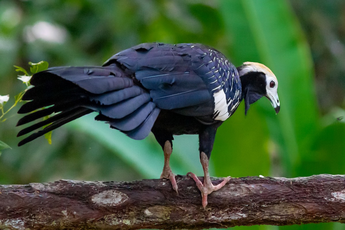 Blue-throated Piping-Guan - ML647873946