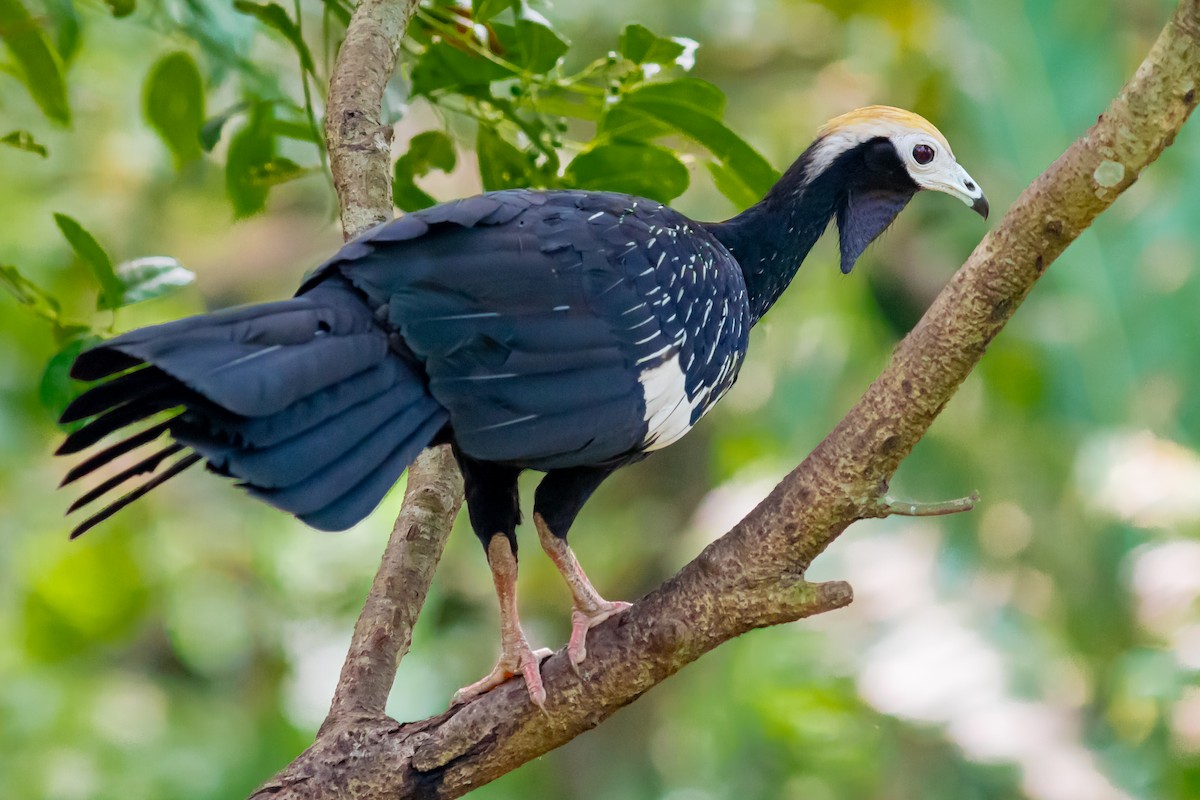 Blue-throated Piping-Guan - ML647873947