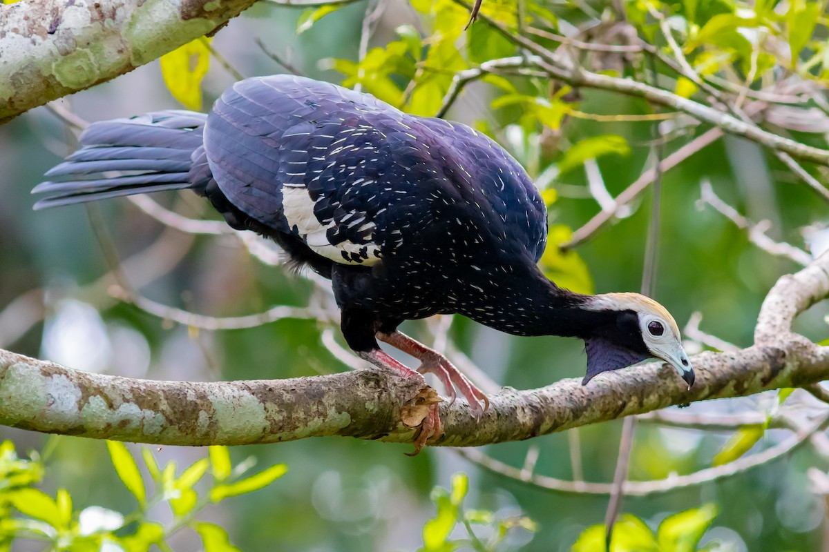 Blue-throated Piping-Guan - ML647873948
