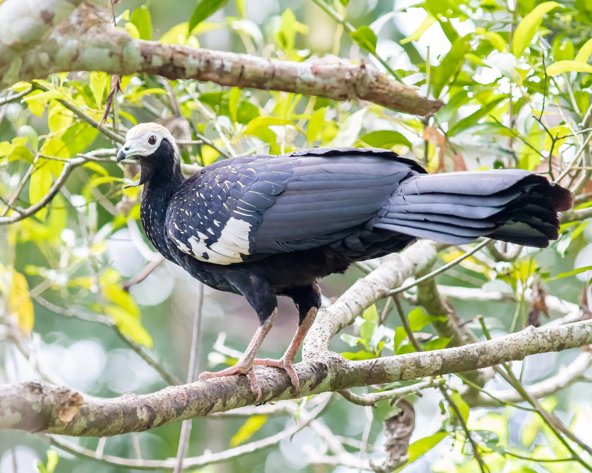 Blue-throated Piping-Guan - ML647873949