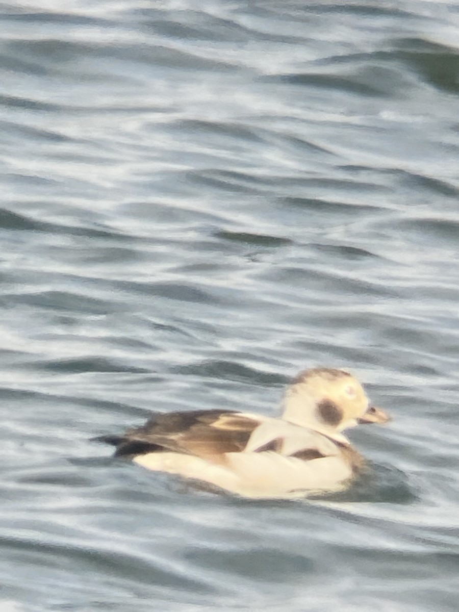 Long-tailed Duck - ML647873950