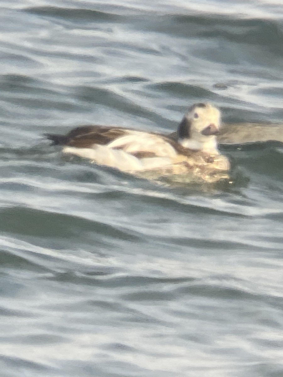 Long-tailed Duck - ML647873951