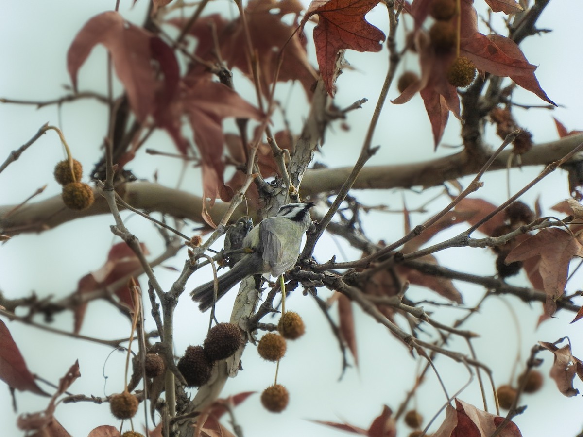 Bridled Titmouse - ML647873952