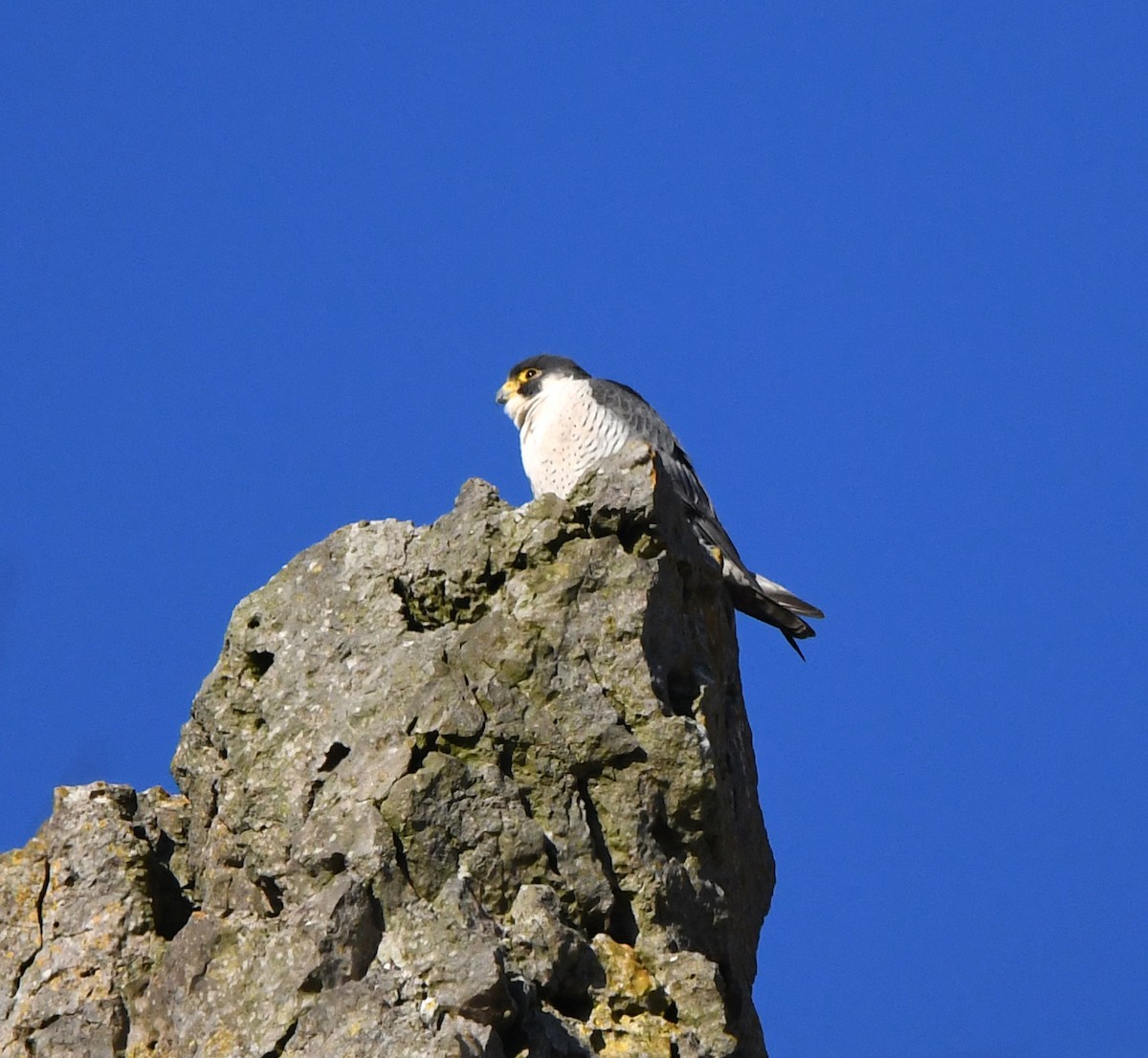 Peregrine Falcon (Eurasian) - ML647873956
