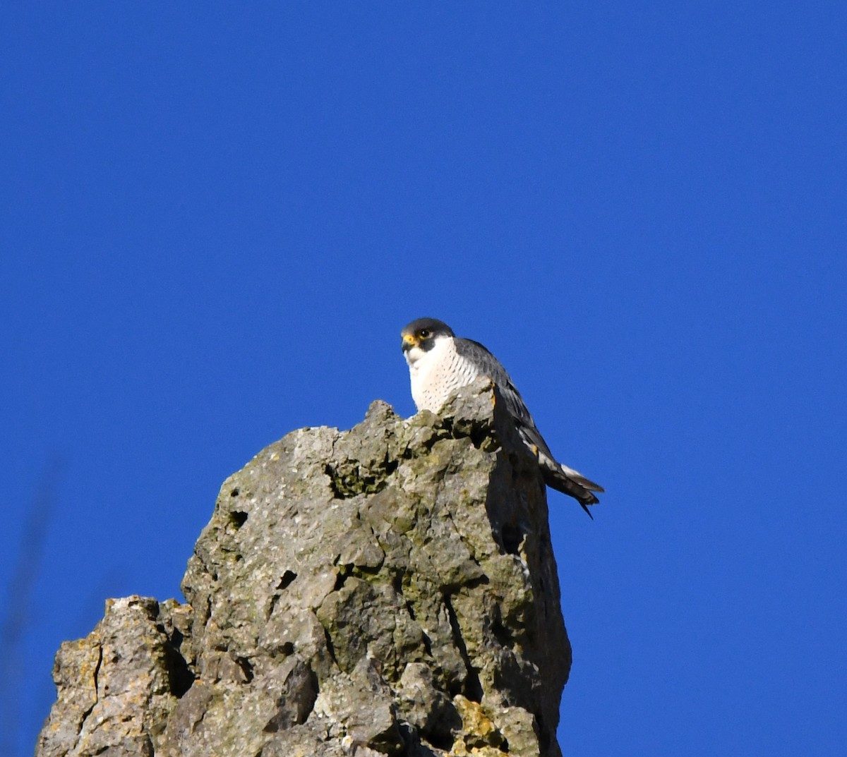 Peregrine Falcon (Eurasian) - ML647873957