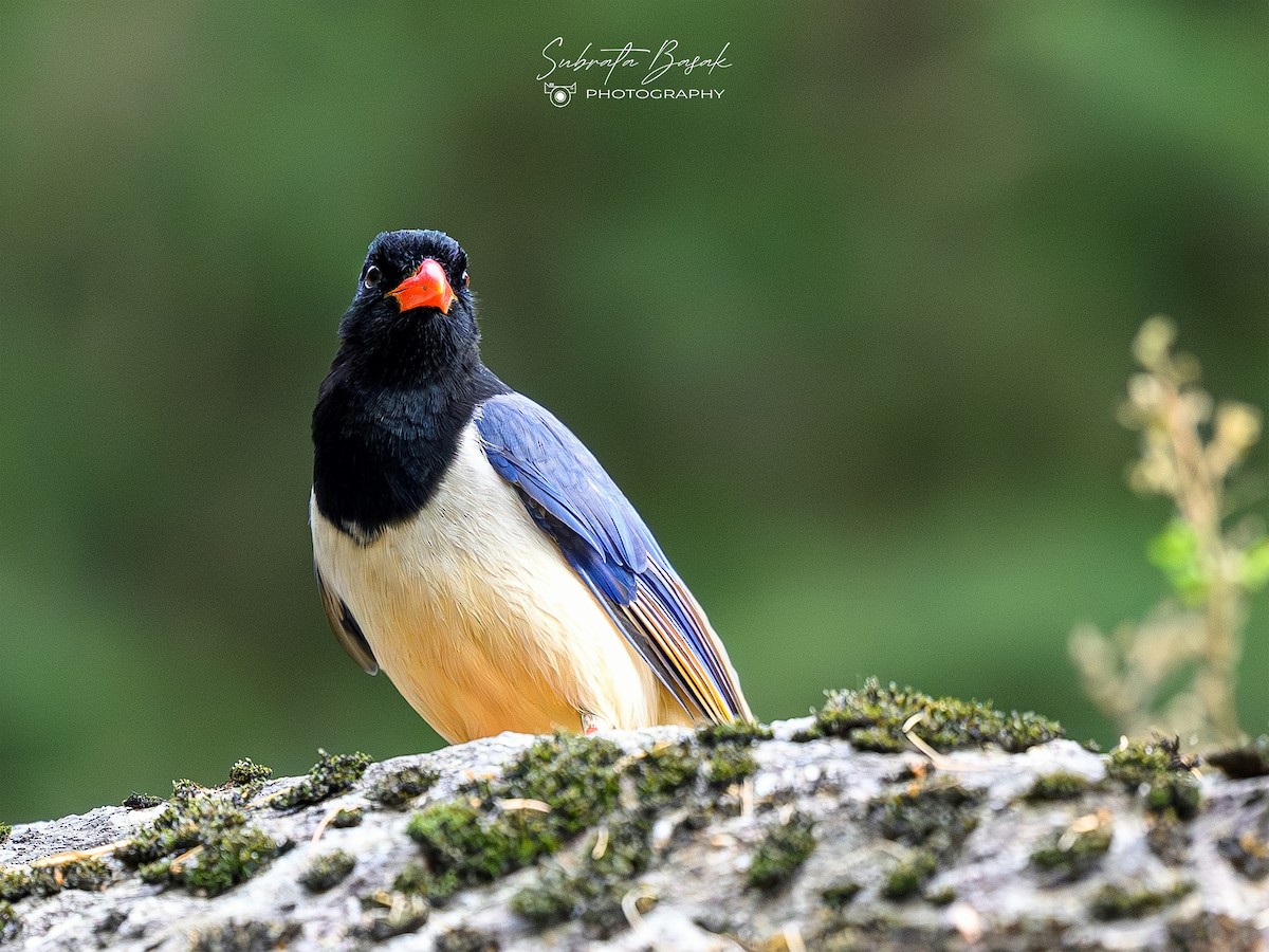 Red-billed Blue-Magpie - ML647873958
