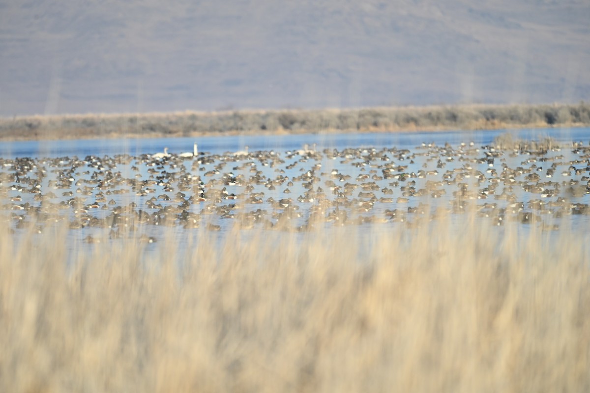 Green-winged Teal (American) - ML647873959