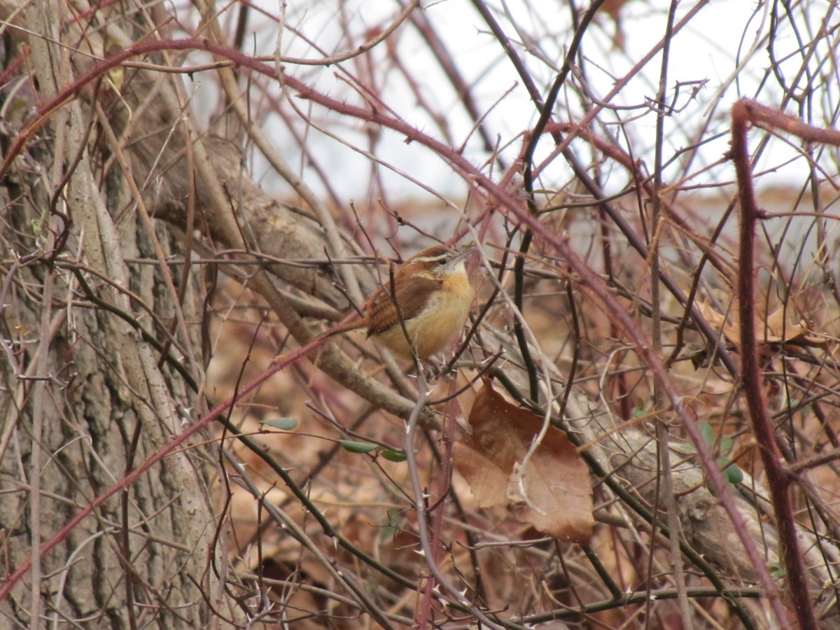 Carolina Wren - ML647873967