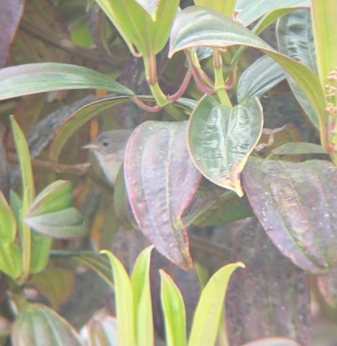 Green Warbler-Finch - ML647873969