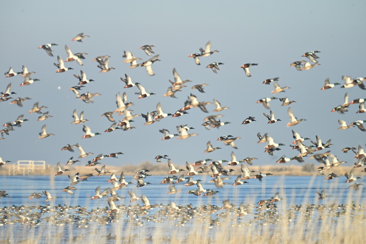 Northern Shoveler - ML647873971