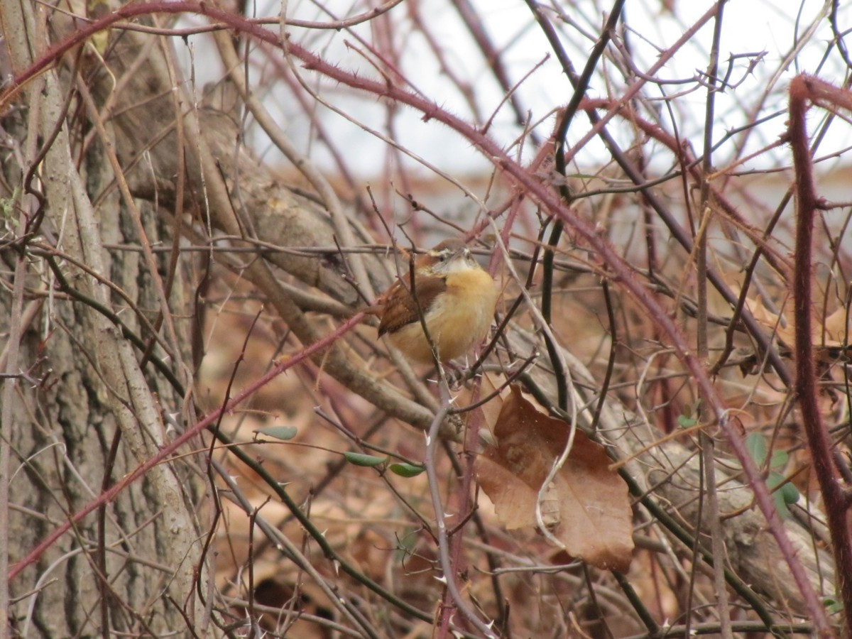 Carolina Wren - ML647873972