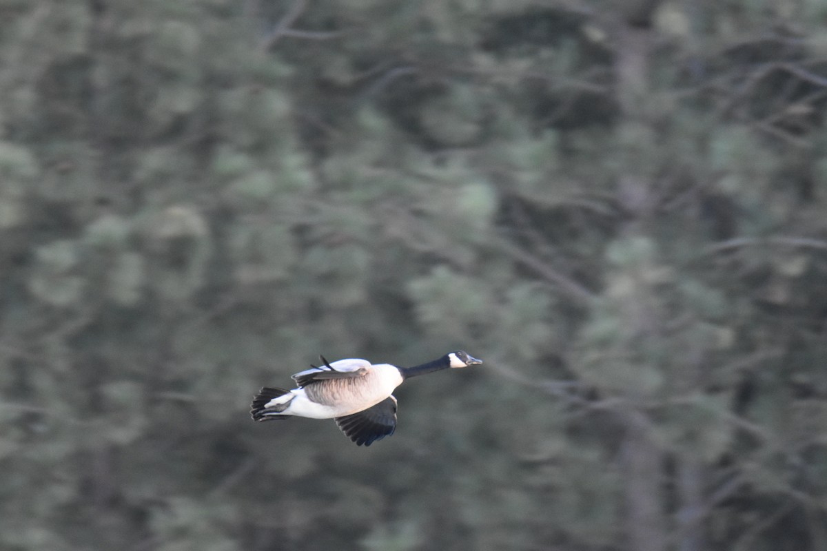 Barnacla Canadiense Grande - ML647873978