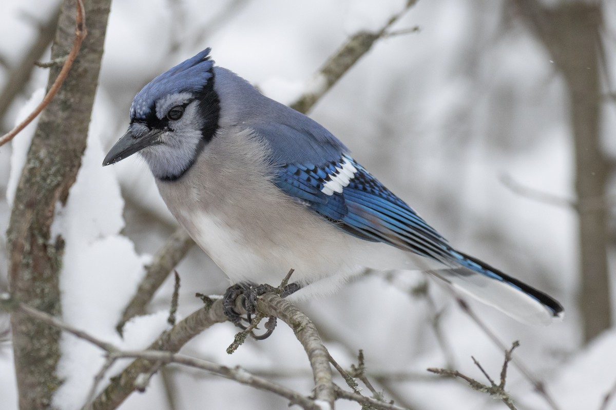 Blue Jay - ML647874042