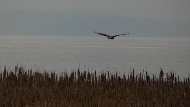 זרון אמריקני - ML647874049