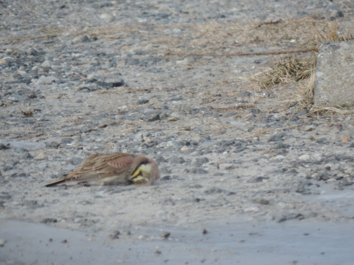 צחיחנית חרמון - ML647874081