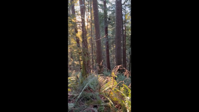 Northern Pygmy-Owl - ML647874082