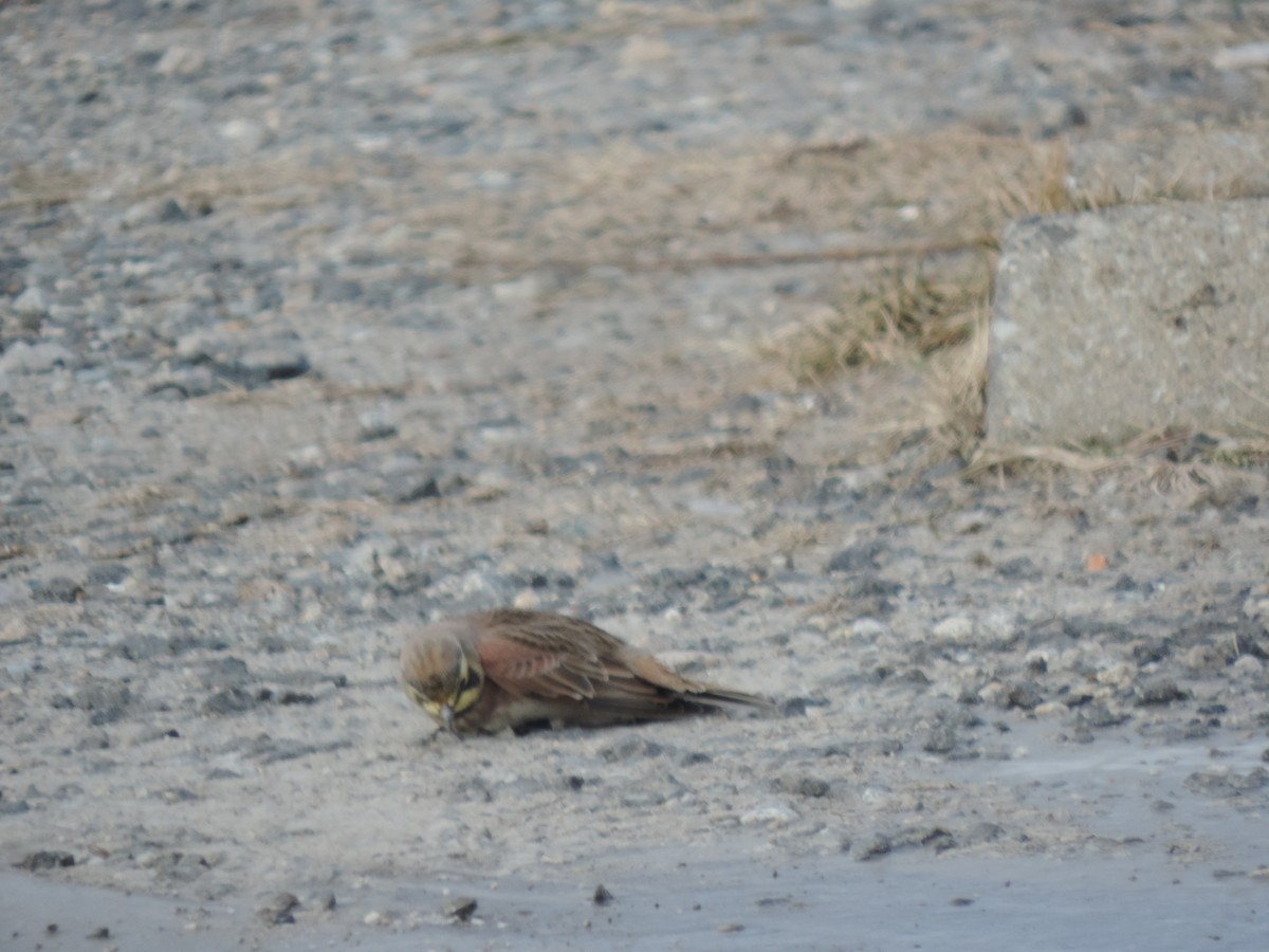 צחיחנית חרמון - ML647874083