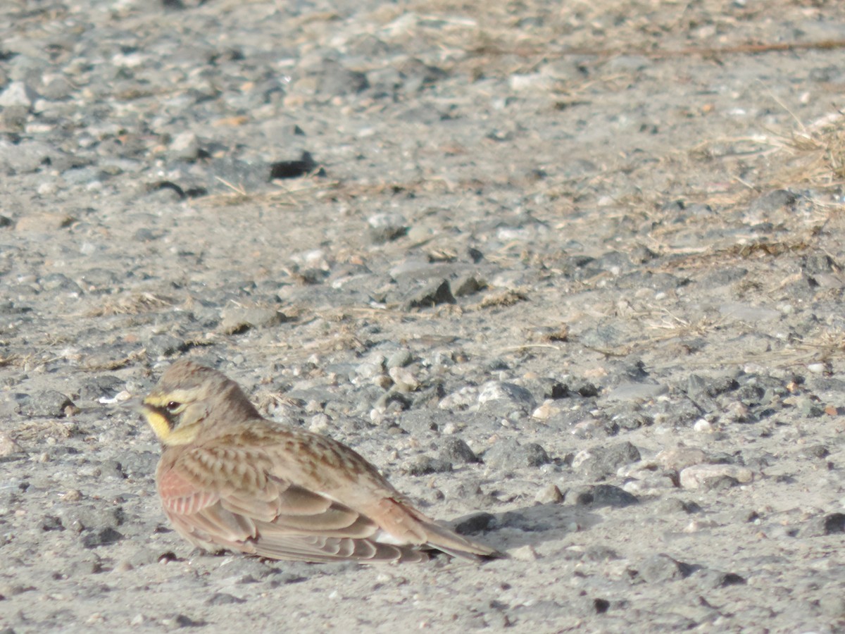 צחיחנית חרמון - ML647874084