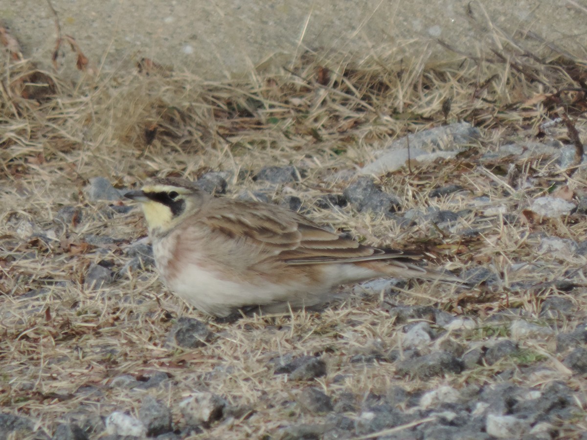 צחיחנית חרמון - ML647874085