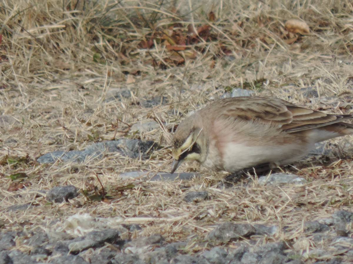 צחיחנית חרמון - ML647874086