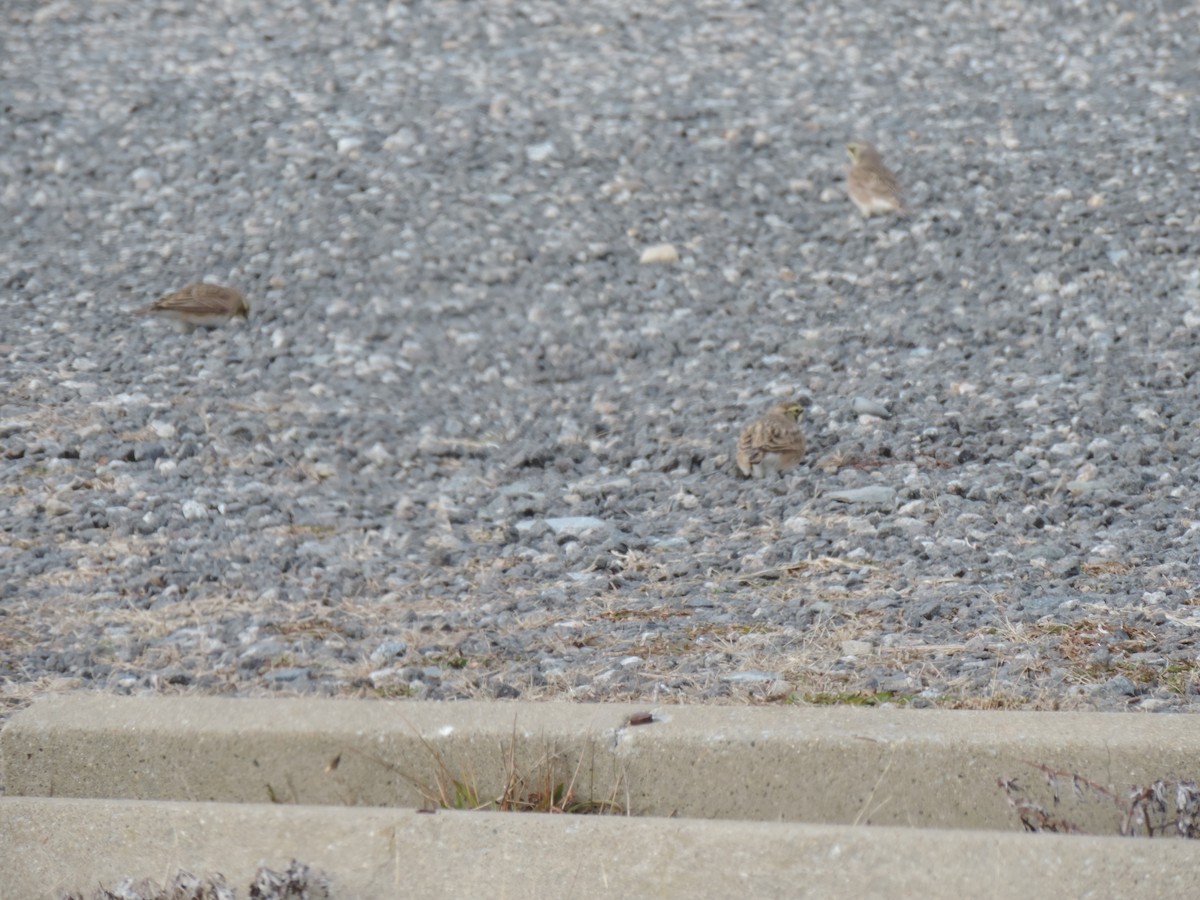 צחיחנית חרמון - ML647874087