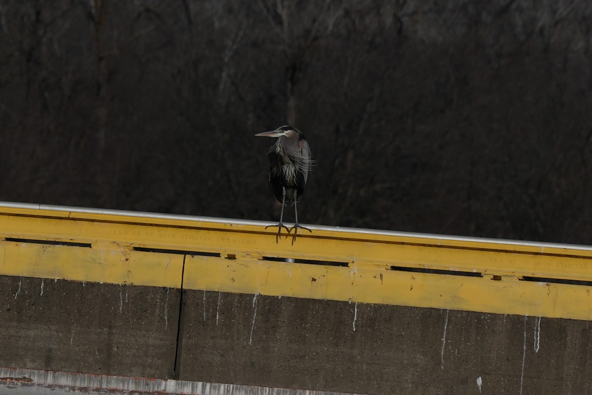 אנפה אמריקנית - ML647874093