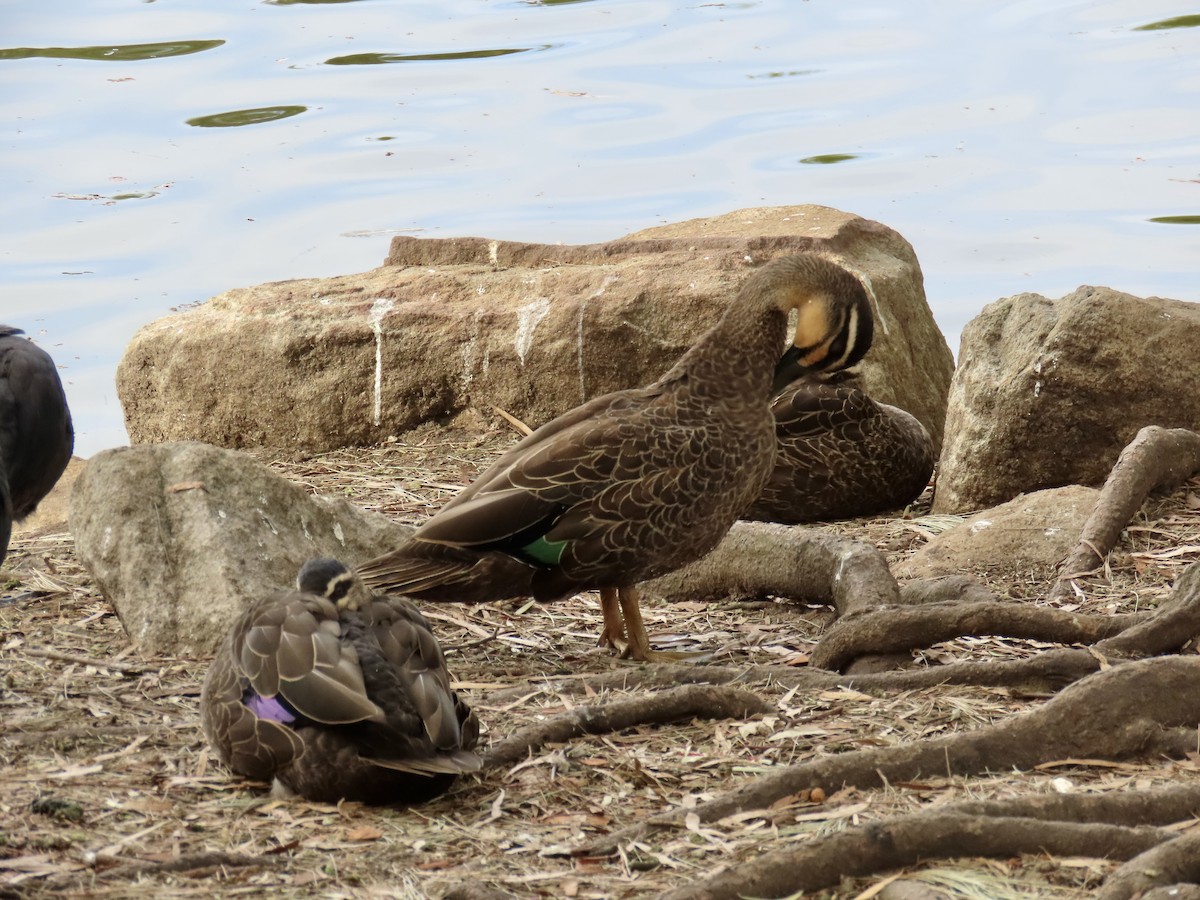 Pacific Black Duck - ML647874094