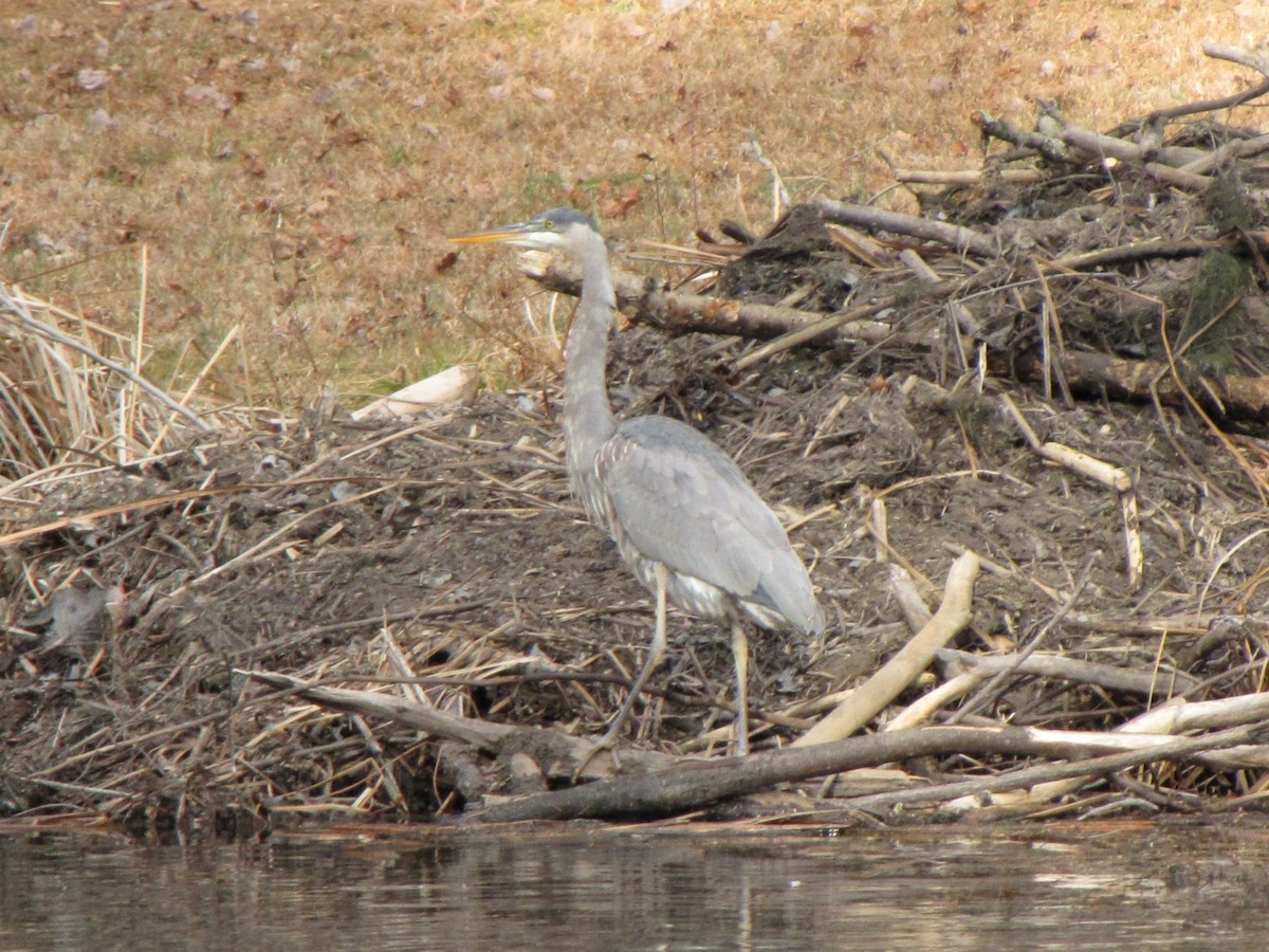 אנפה אמריקנית - ML647874097