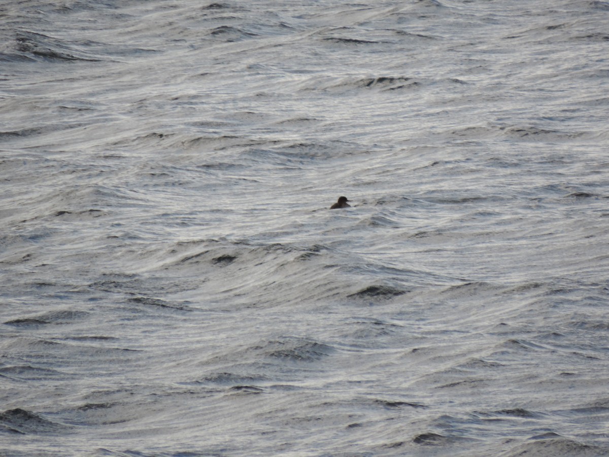 צולל ימי/בינוני - ML647874099